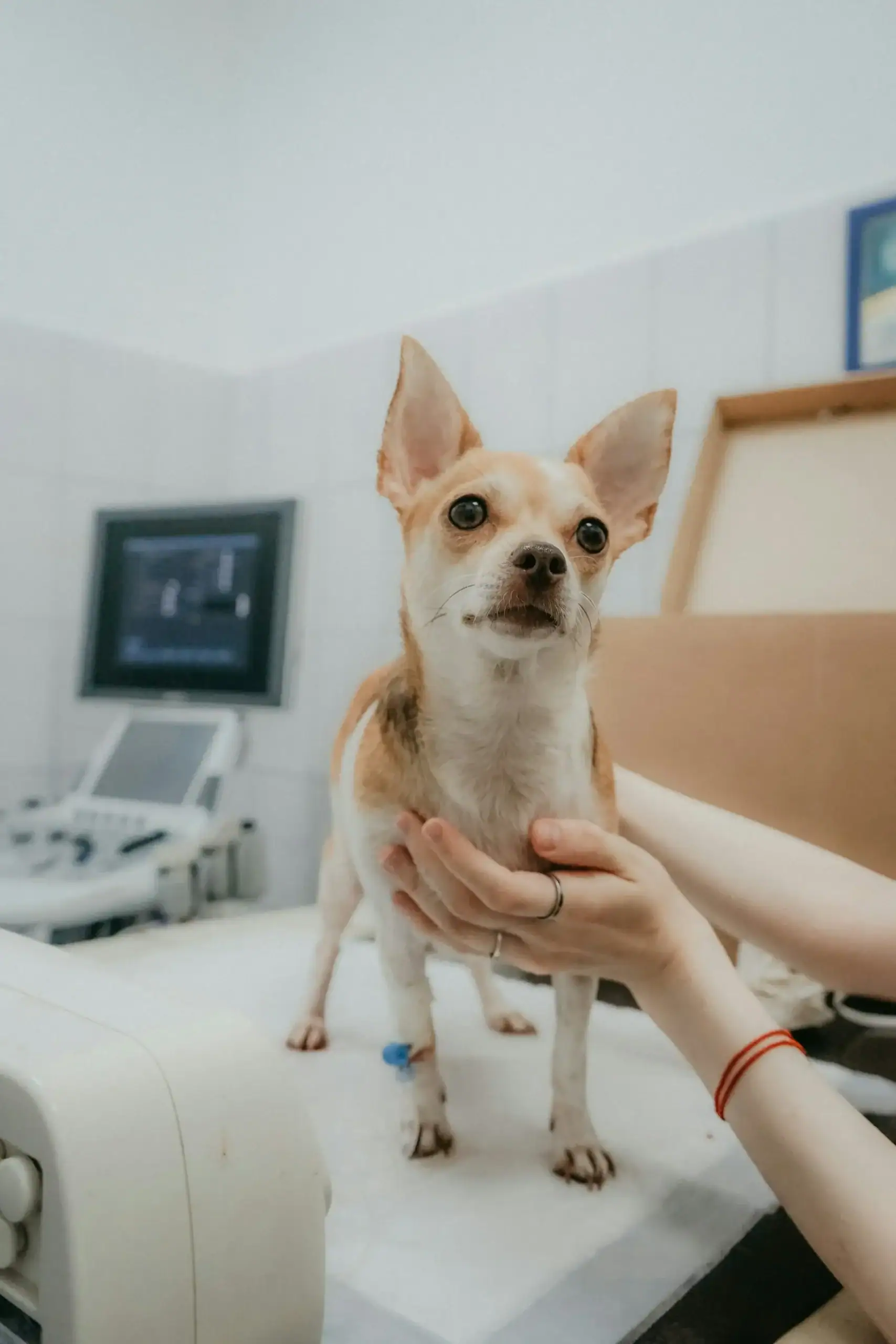 Herzultraschall beim Hund: Eine umfassende Herzuntersuchung