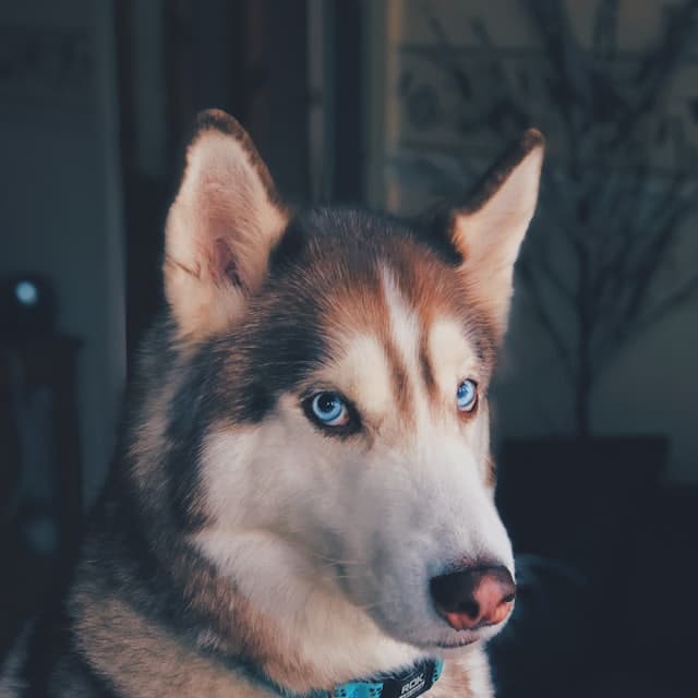 Husky mit blauen Augen
